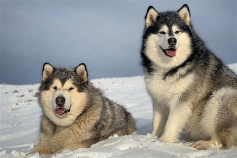 life with malamutes instagram.
